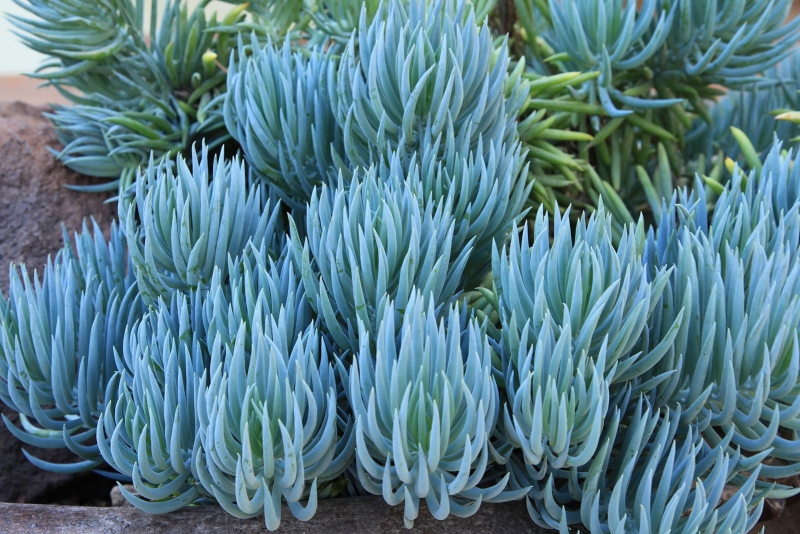 Senecio mandraliscae