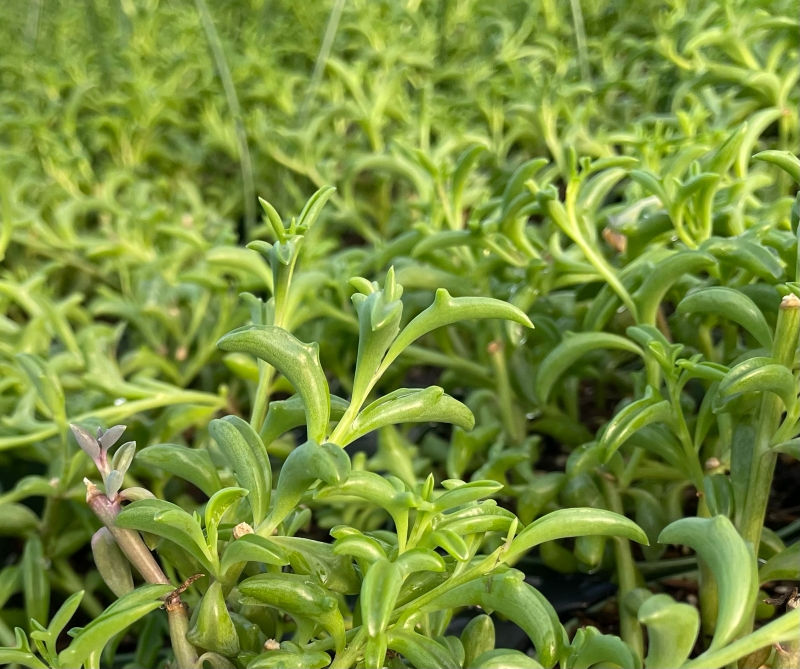 Senecio peregrinus 'String of Dolphins'