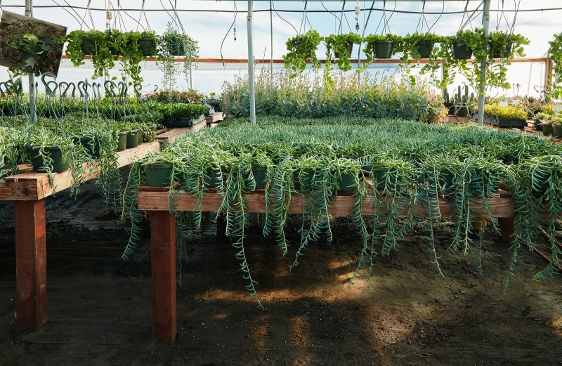 Senecio radicans 'Fish Hooks'