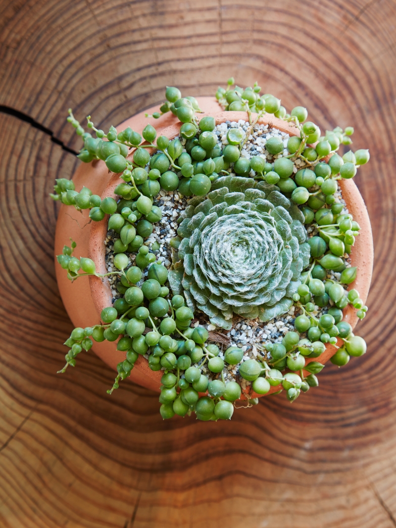 Senecio rowleyanus 'String of Pearls'