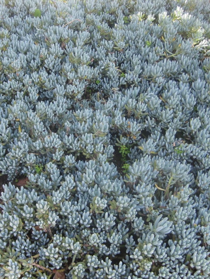 Senecio serpens