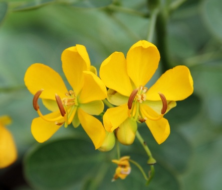 Senna multiglandulosa