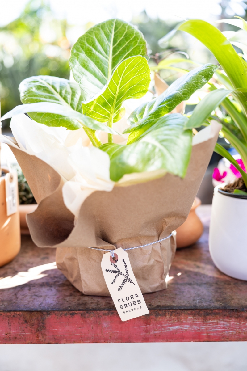 Sonchus brassicifolius (Dendroseris litoralis)