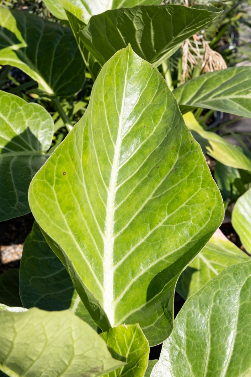 Sonchus brassicifolius (Dendroseris litoralis)