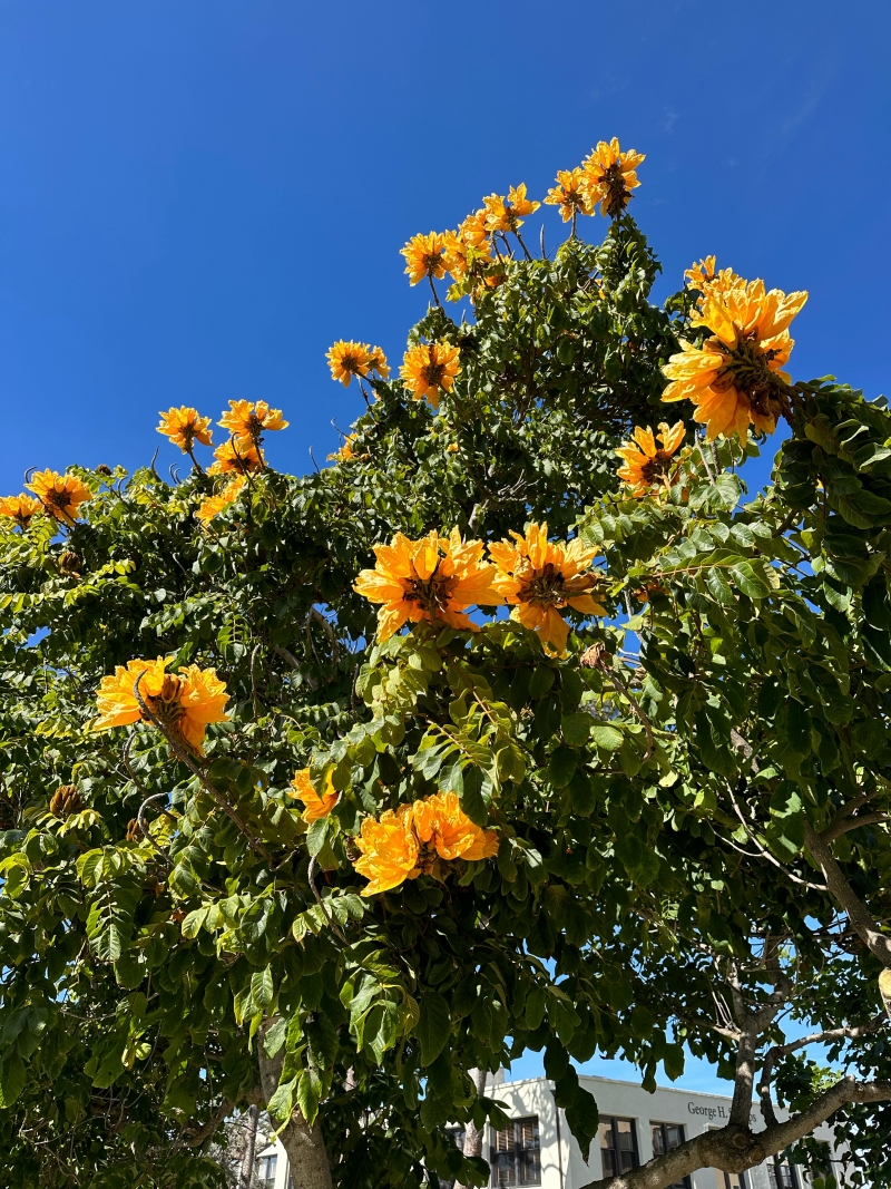 Spathodea campanulata 'Lutea'