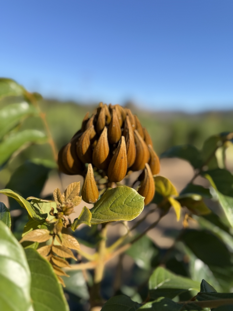 Spathodea campanulata 'Lutea'