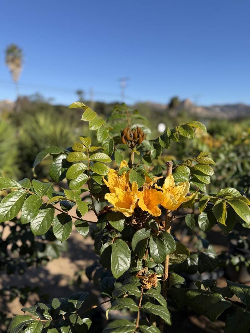 Spathodea campanulata 'Lutea'