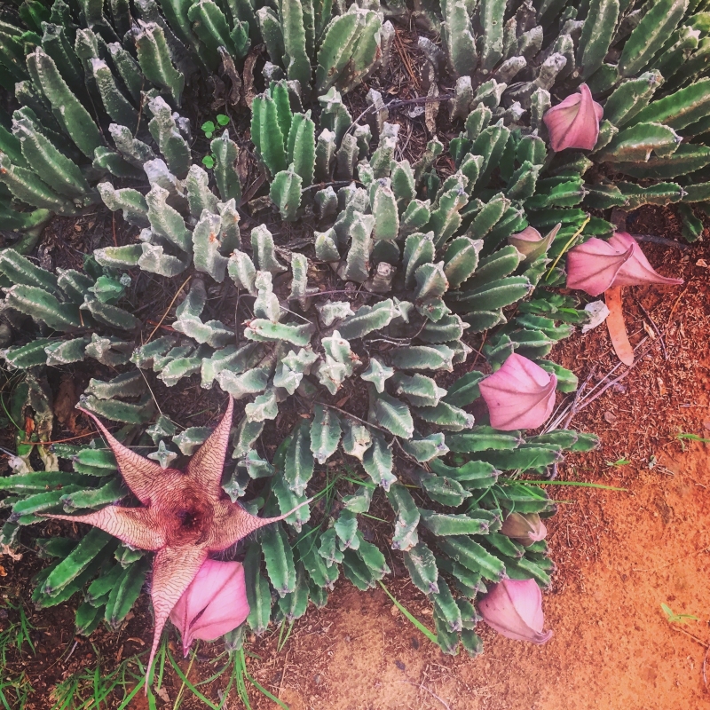 Stapelia gigantea