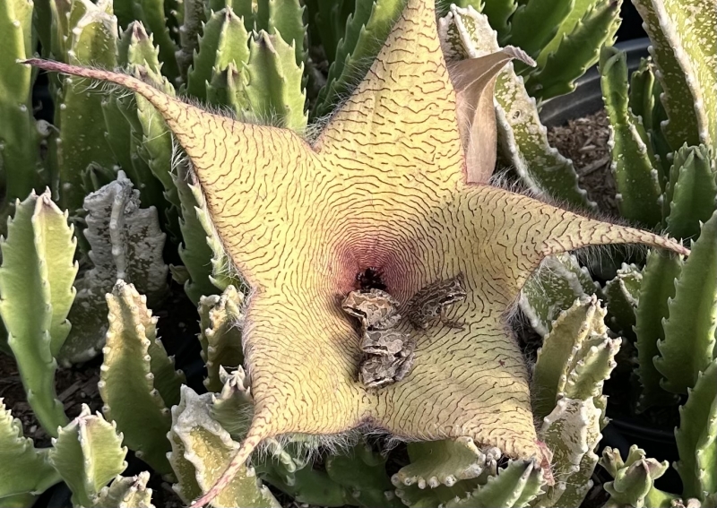 Stapelia gigantea