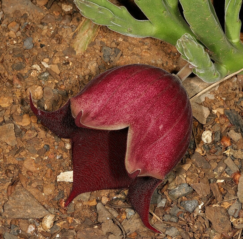 Stapelia leendertziae