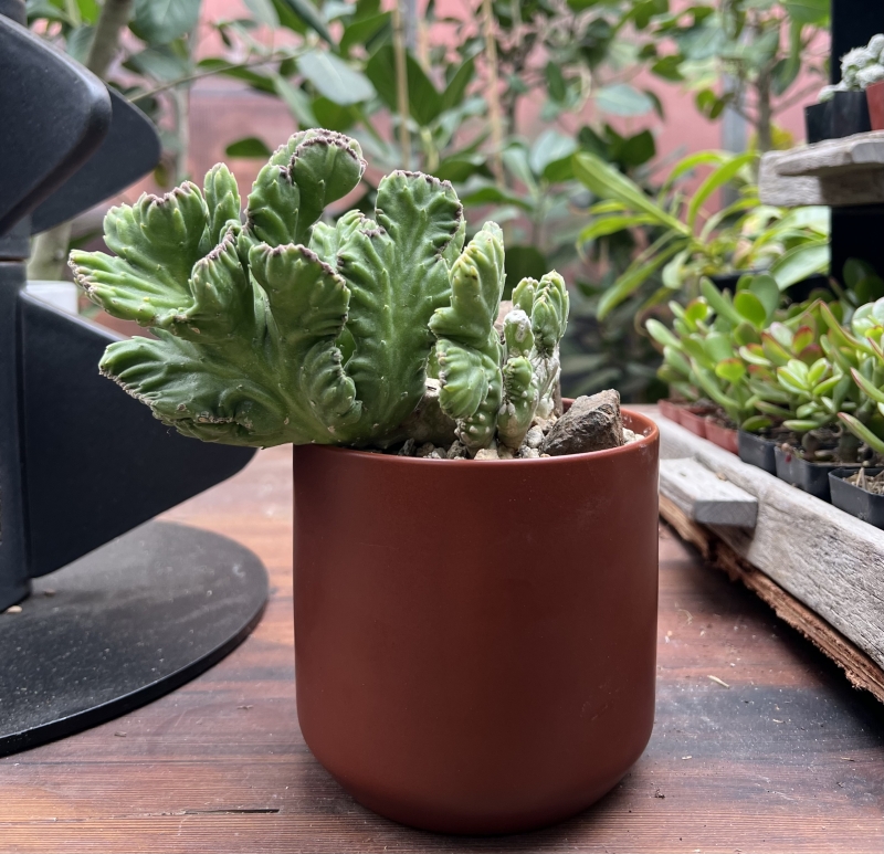 Stapelia leendertziae 'Crested'