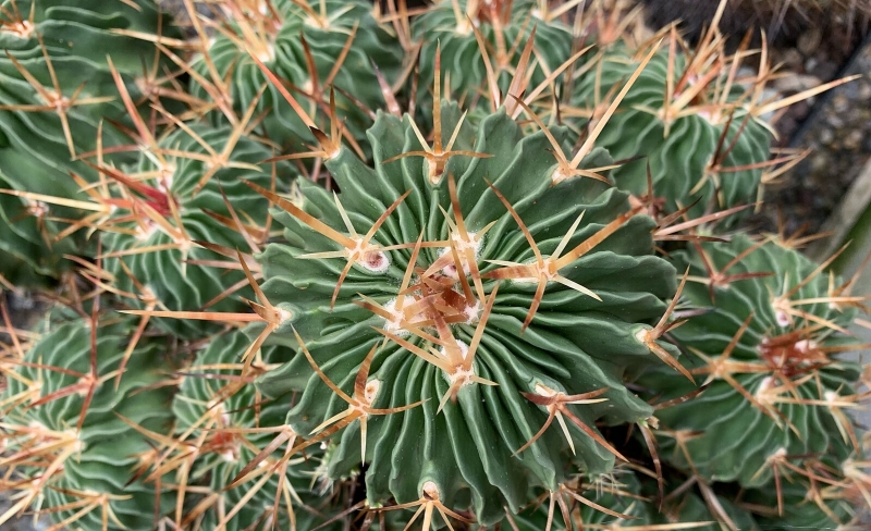 Stenocactus multicostatus