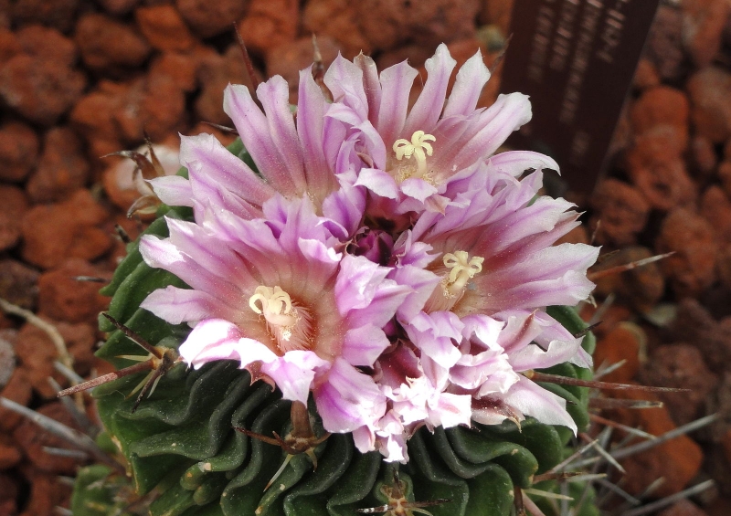 Stenocactus multicostatus