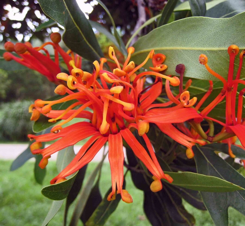 Stenocarpus sinuatus