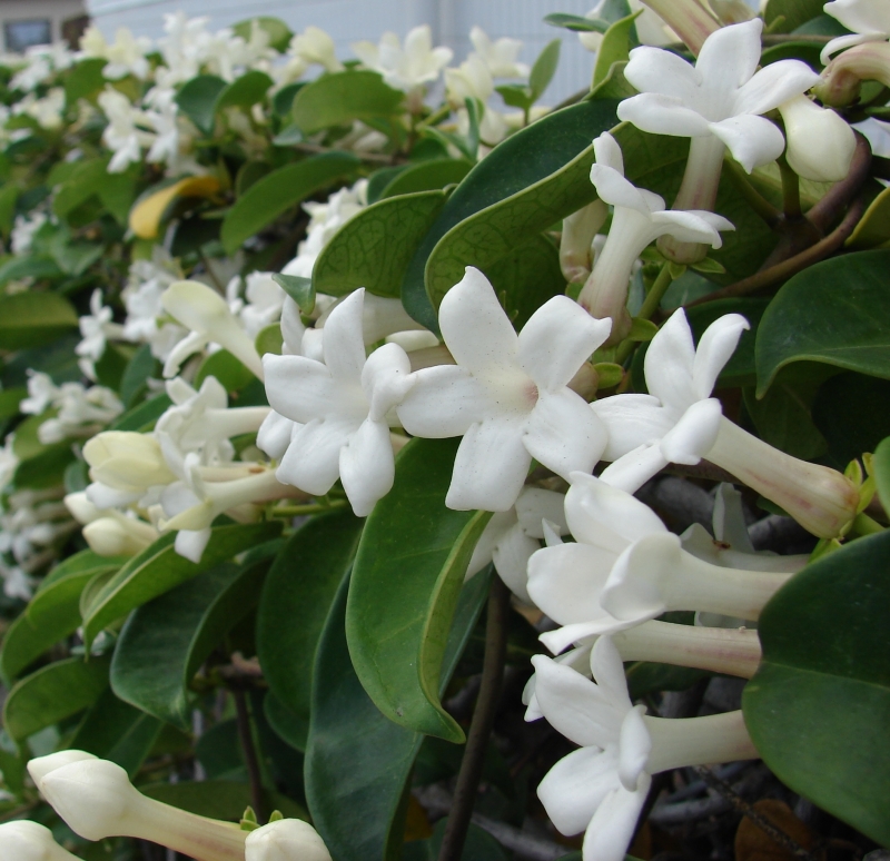 Stephanotis floribunda