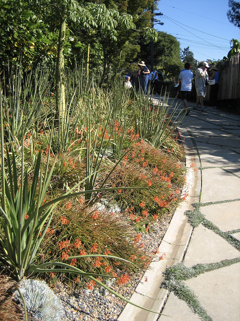 Strelitzia juncea