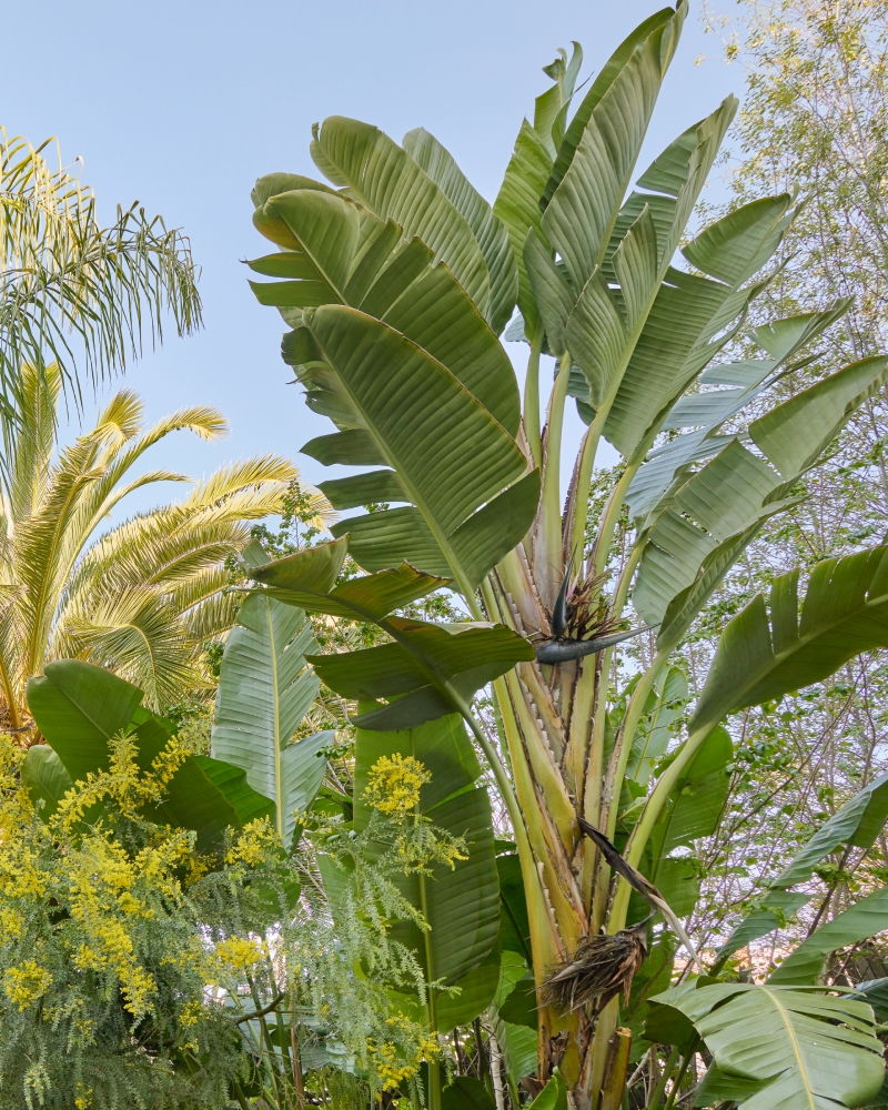 Strelitzia nicolai