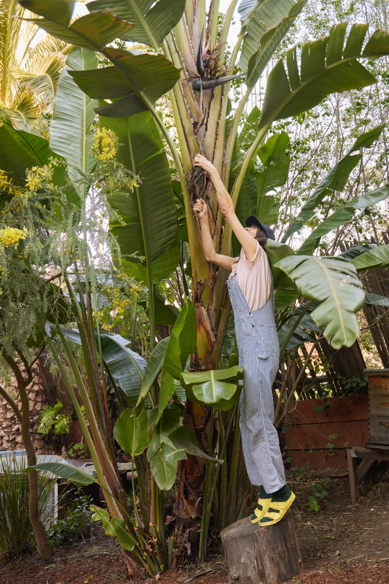 Strelitzia nicolai