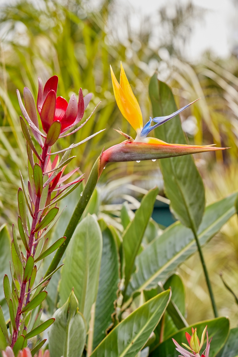 Strelitzia reginae