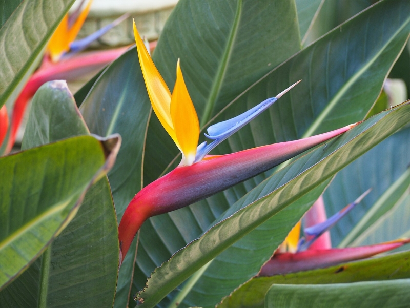 Strelitzia reginae