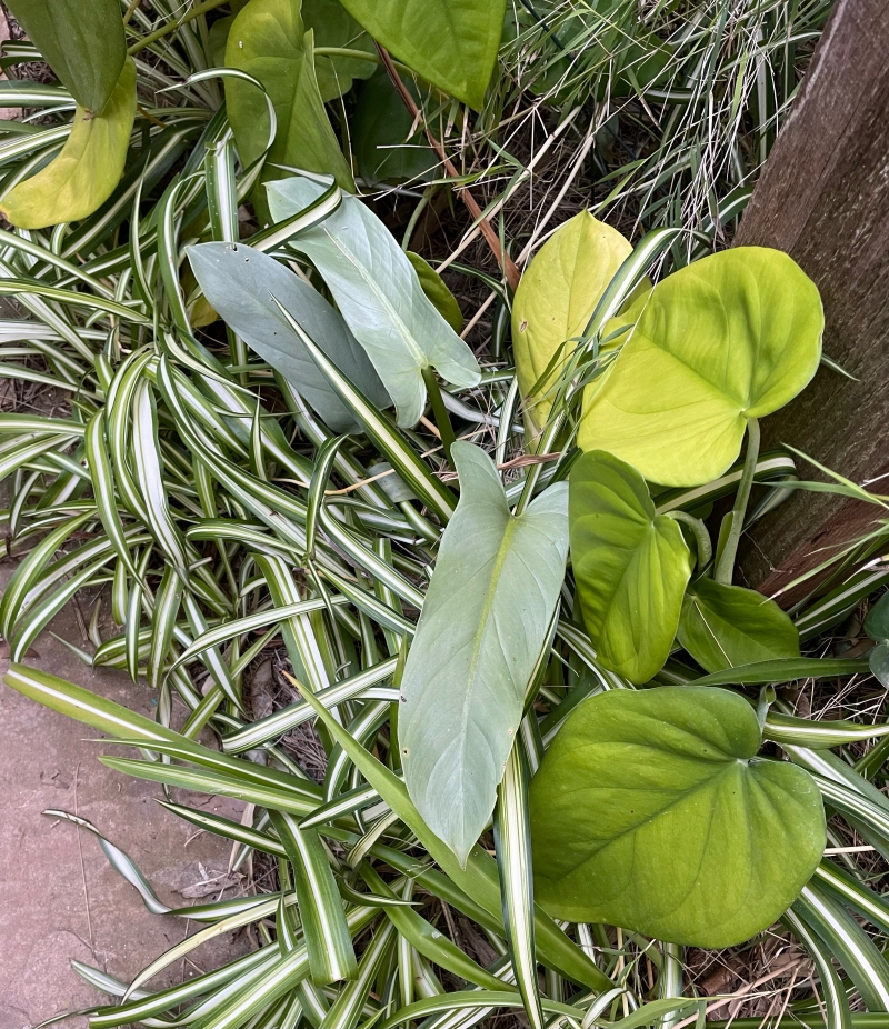 Syngonium chiapense