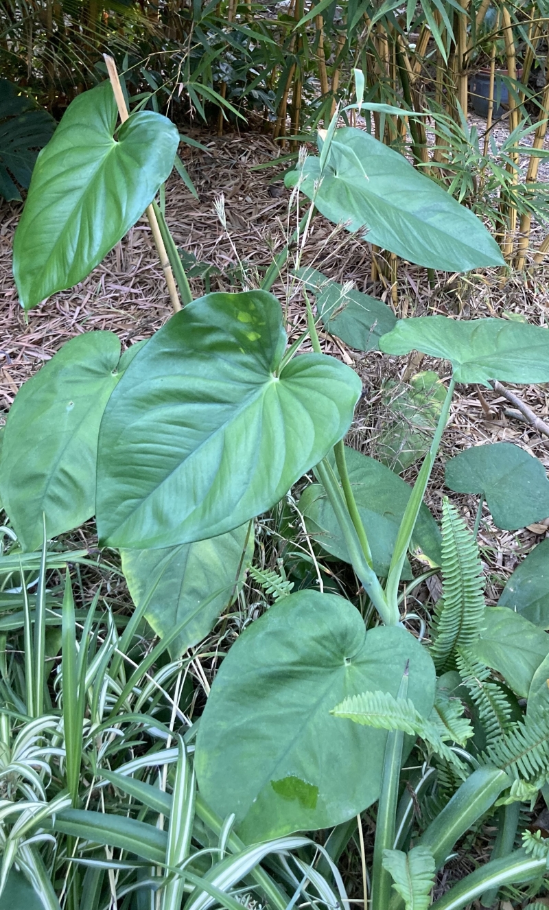 Syngonium chiapense