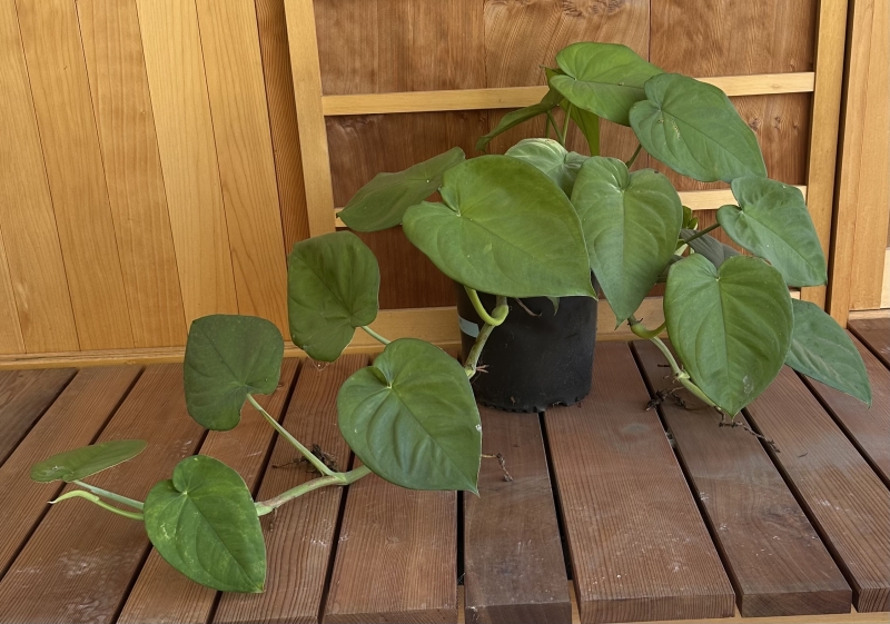 Syngonium chiapense
