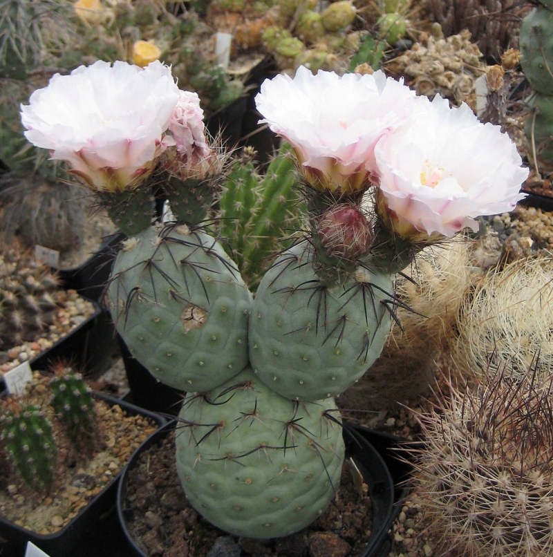 Tephrocactus geometricus