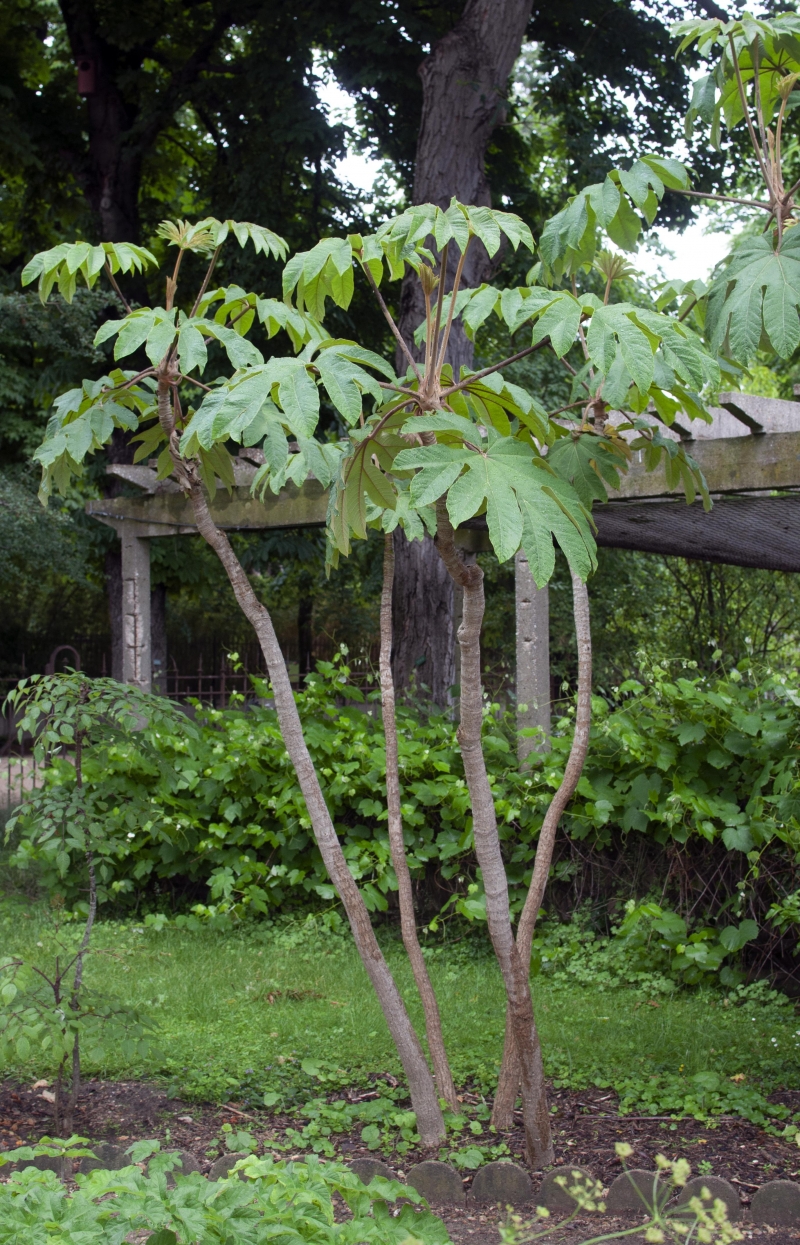 Tetrapanax papyrifer