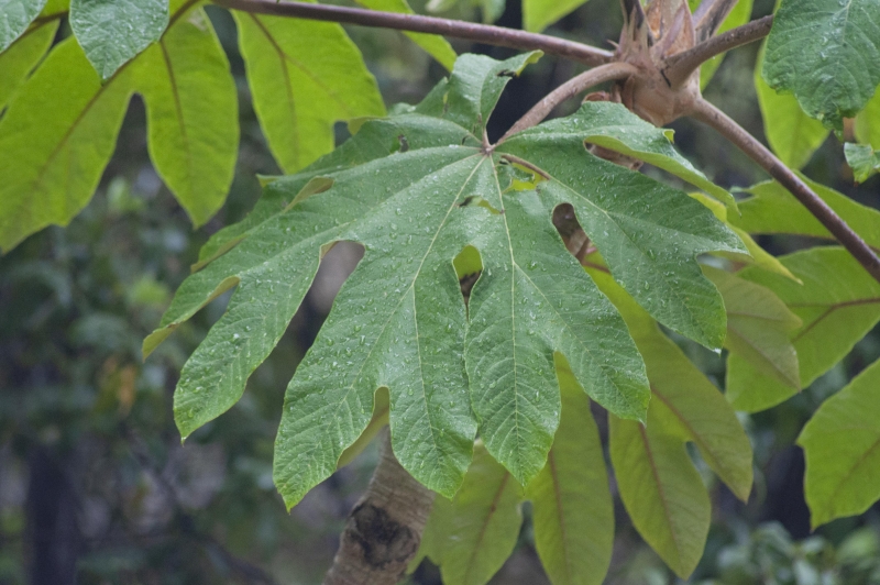 Tetrapanax papyrifer