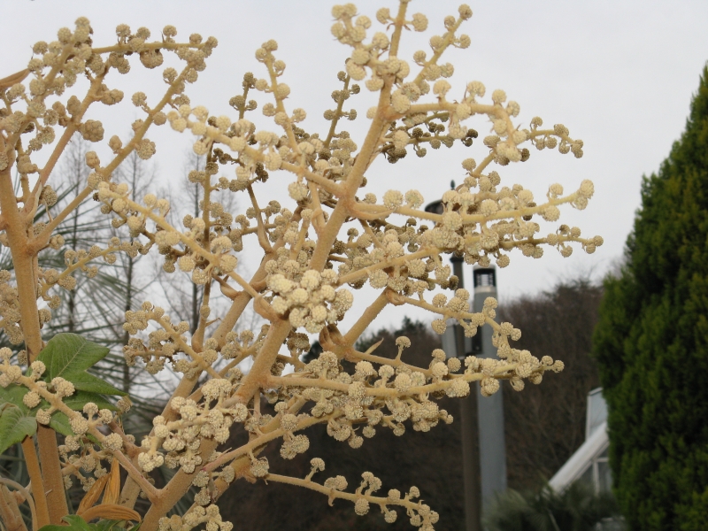 Tetrapanax papyrifer