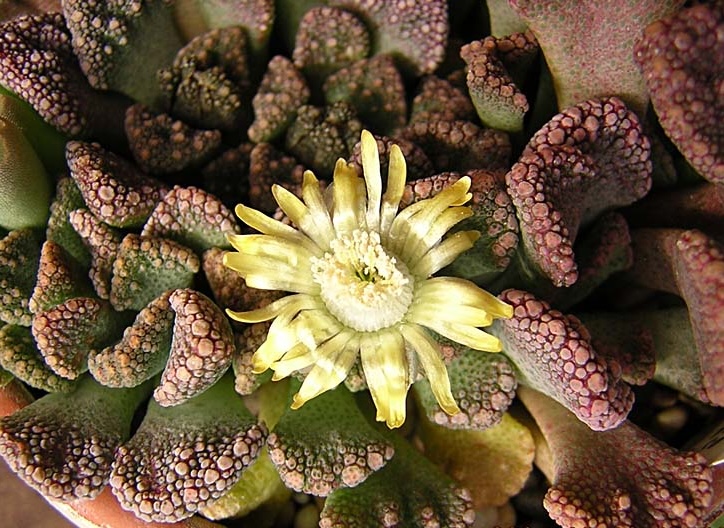 Titanopsis calcarea