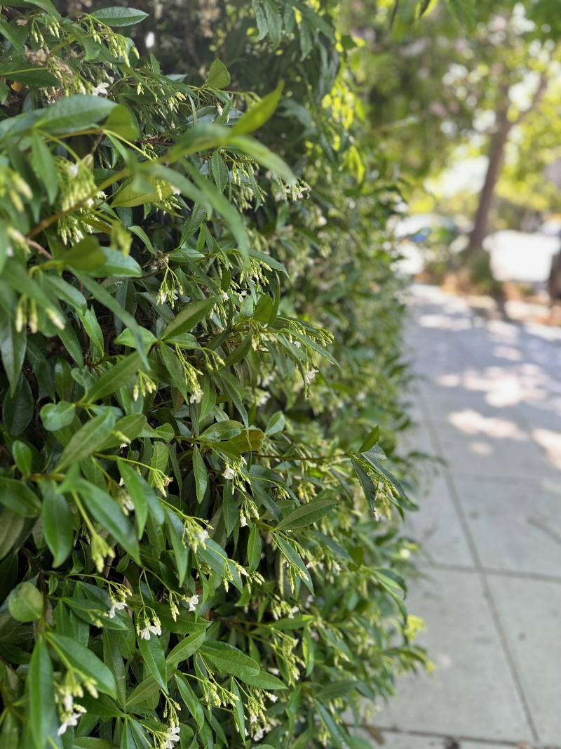 Trachelospermum jasminoides [staked]