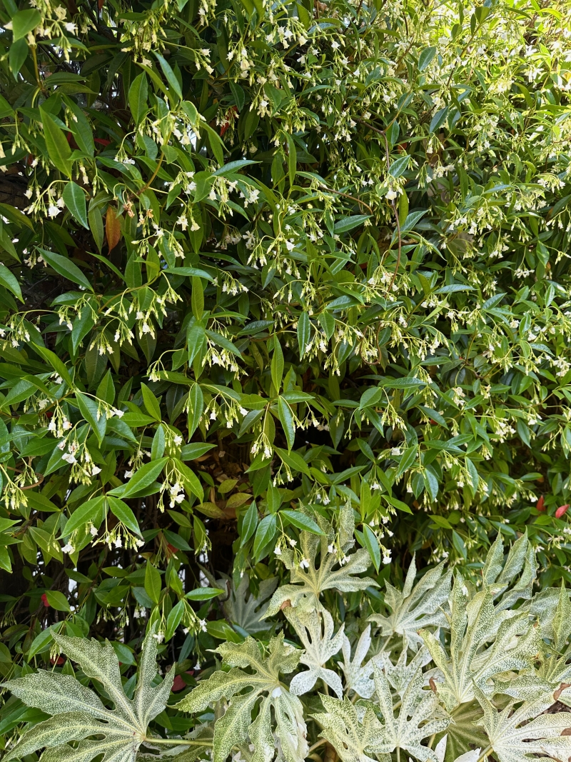 Trachelospermum jasminoides [staked]