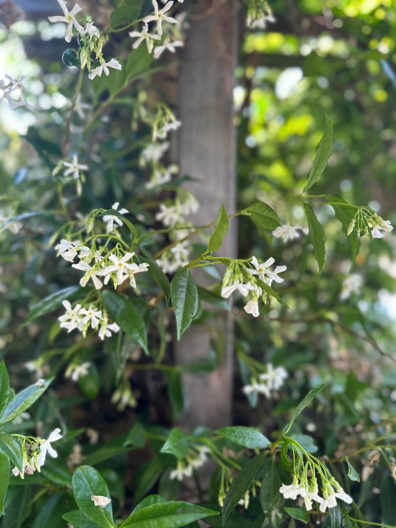 Trachelospermum jasminoides [staked]