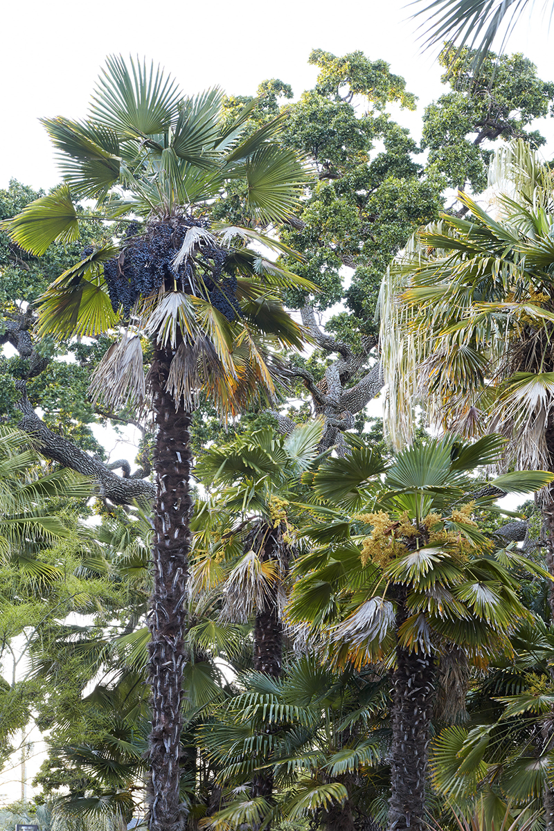 Trachycarpus fortunei [multi]