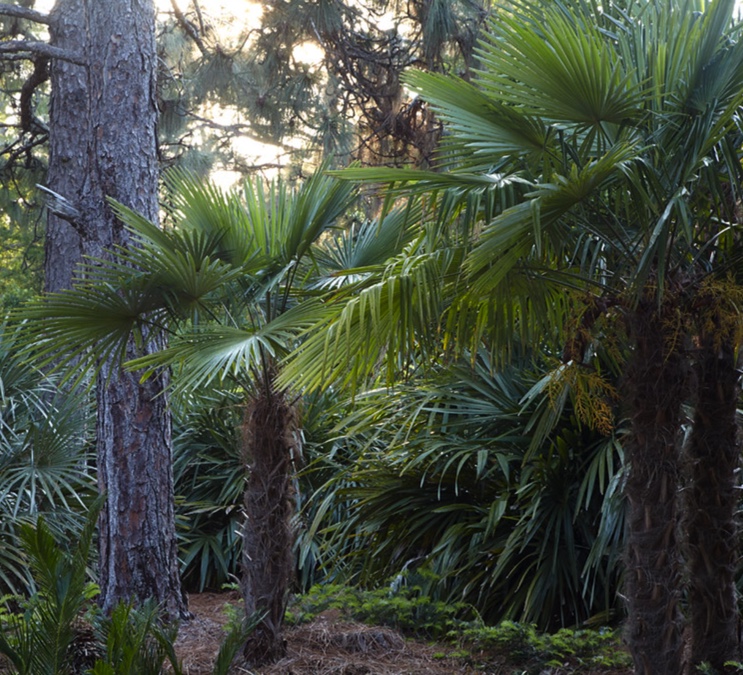 Trachycarpus fortunei [multi]