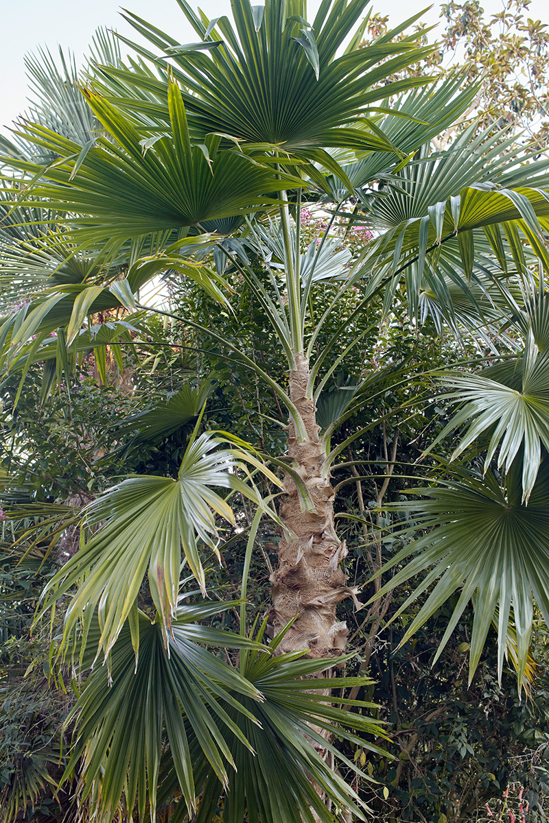 Trachycarpus latisectus