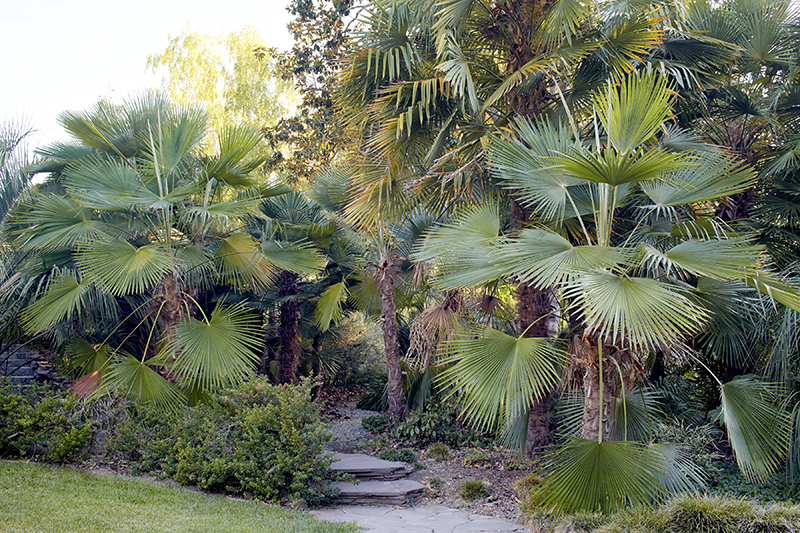 Trachycarpus martianus