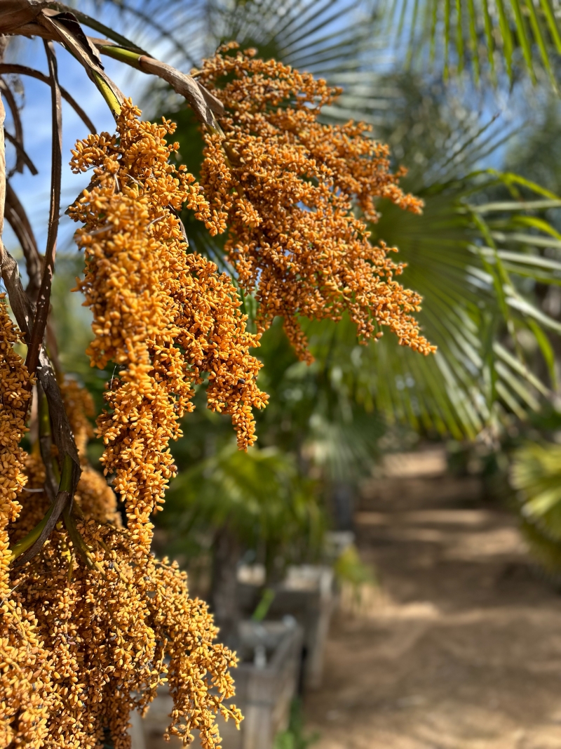 Trachycarpus martianus