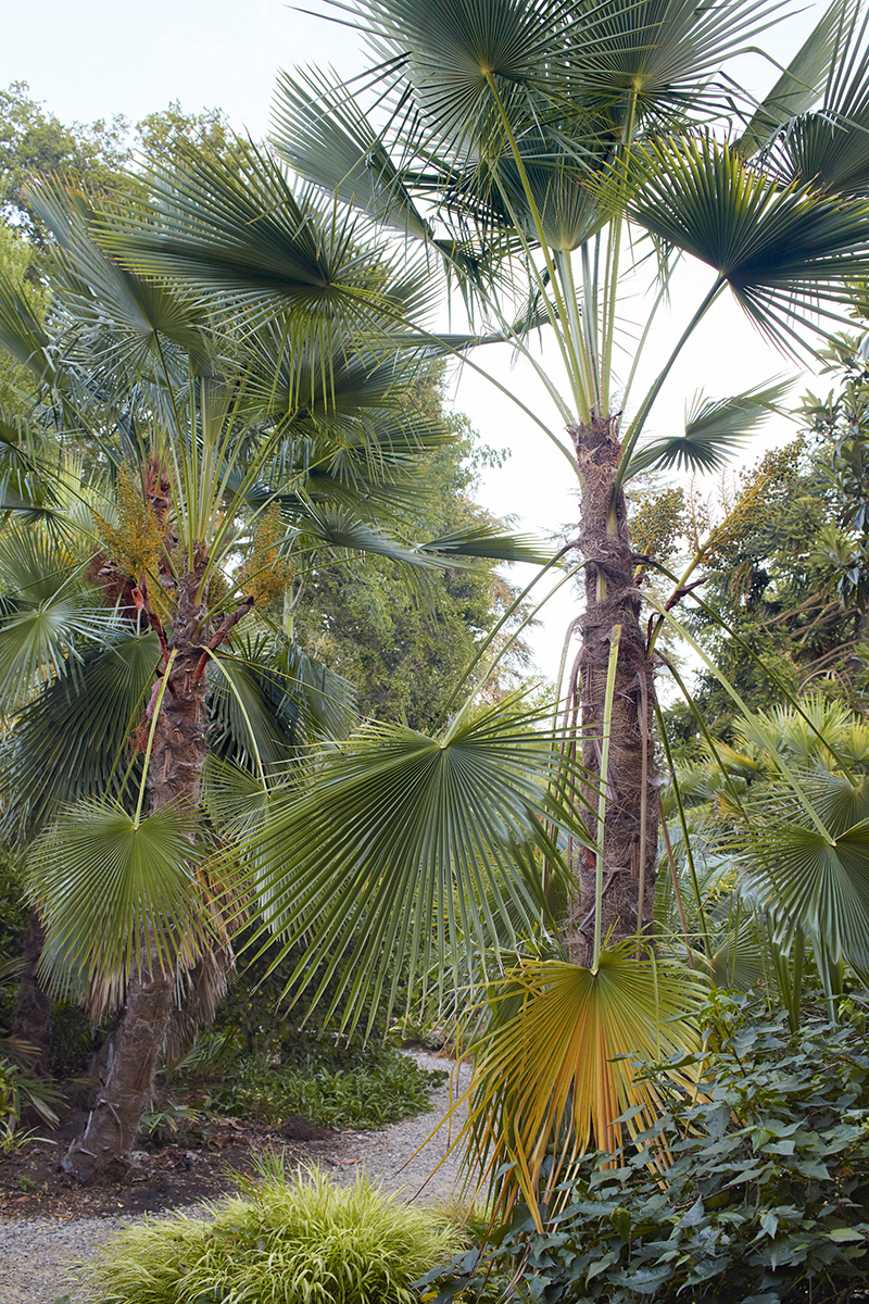 Trachycarpus oreophilus