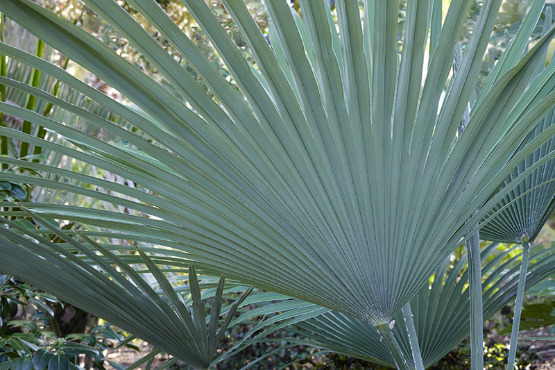 Trachycarpus princeps