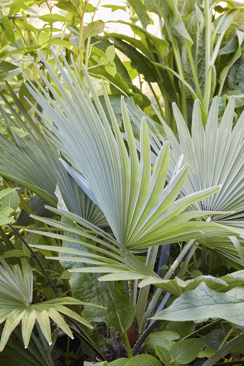 Trachycarpus princeps