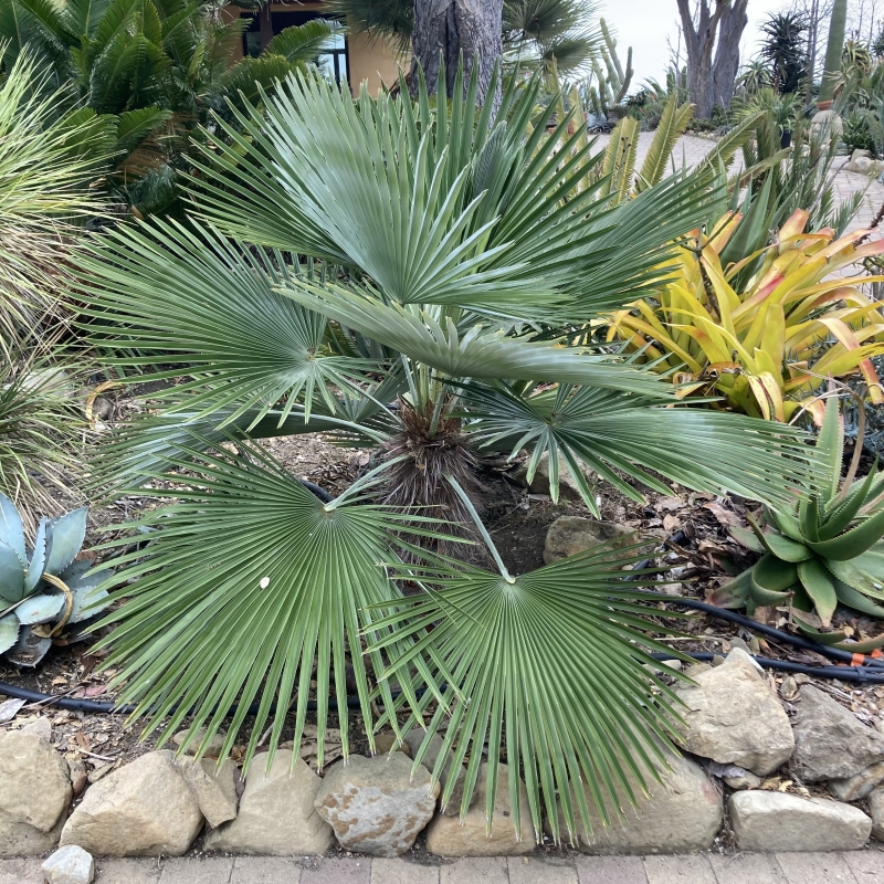 Trachycarpus princeps