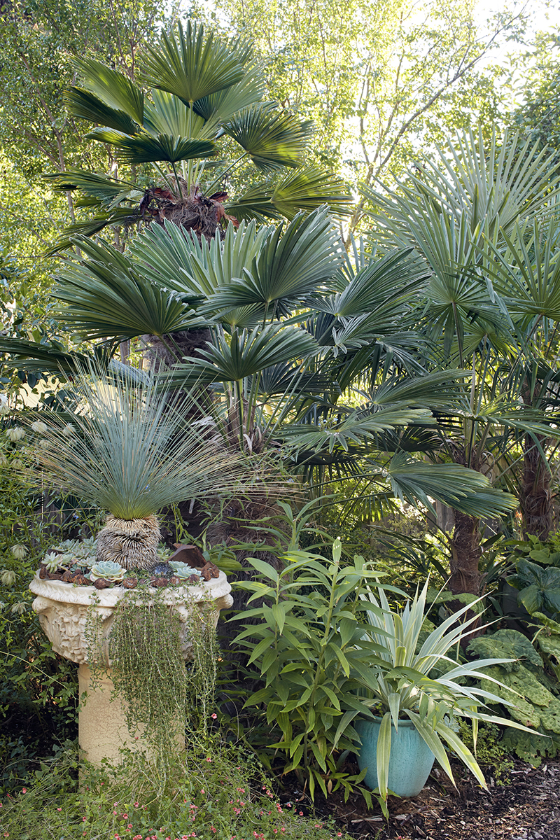 Trachycarpus wagnerianus