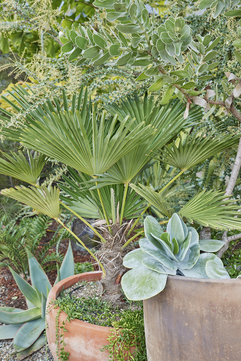 Trachycarpus wagnerianus