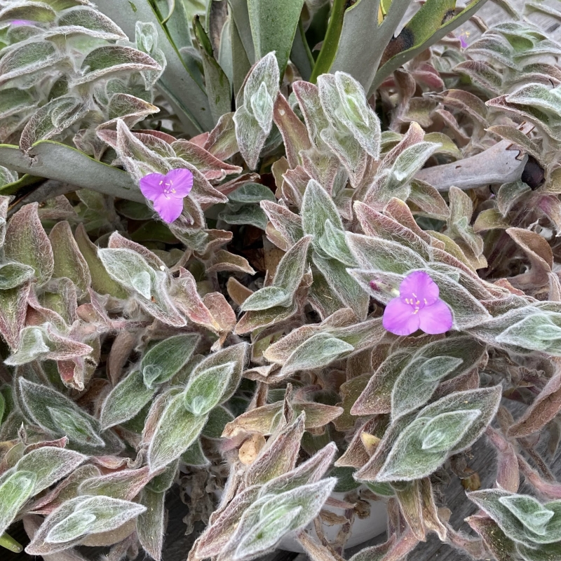 Tradescantia sillamontana 'White Velvet'