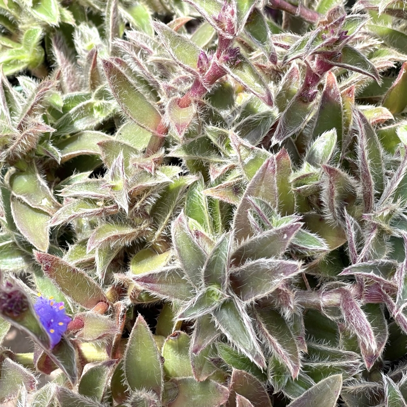 Tradescantia somaliensis