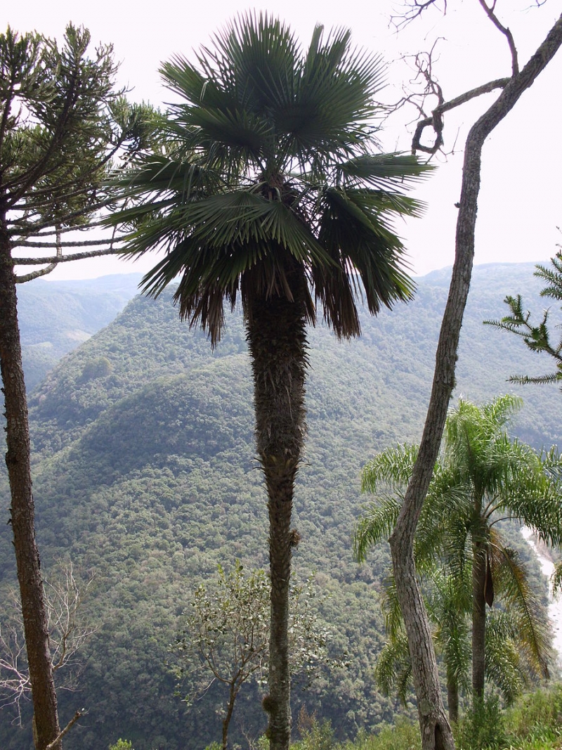 Trithrinax acanthocoma