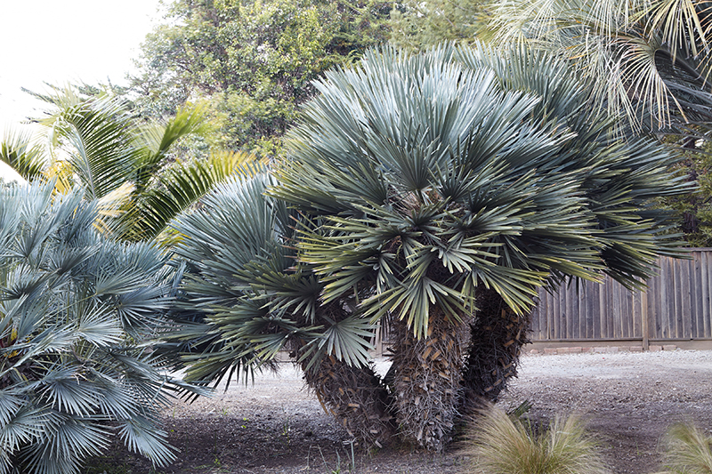 Trithrinax campestris